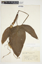 Philodendron anisotomum image