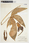 Philodendron anisotomum image