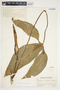 Philodendron anisotomum image