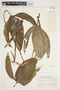 Philodendron anisotomum image
