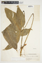 Philodendron anisotomum image