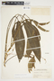 Philodendron anisotomum image