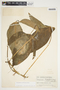 Philodendron anisotomum image