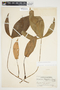 Philodendron anisotomum image