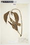 Philodendron anisotomum image