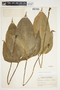 Philodendron anisotomum image