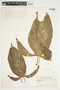 Philodendron anisotomum image
