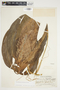 Philodendron anisotomum image
