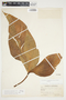 Philodendron anisotomum image