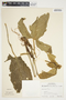 Philodendron anisotomum image