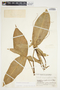 Philodendron anisotomum image