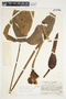 Philodendron anisotomum image