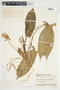 Philodendron anisotomum image