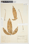 Philodendron anisotomum image