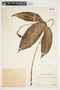 Philodendron anisotomum image