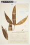 Philodendron anisotomum image