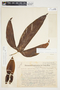 Philodendron anisotomum image