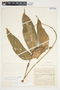 Philodendron anisotomum image
