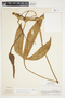 Philodendron anisotomum image