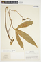 Philodendron anisotomum image