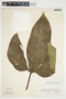 Philodendron anisotomum image