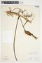 Philodendron anisotomum image