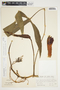 Philodendron anisotomum image