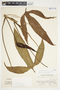 Philodendron anisotomum image