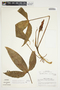 Philodendron anisotomum image