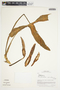 Philodendron anisotomum image