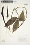Philodendron anisotomum image