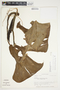 Philodendron annulatum image