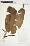 Philodendron annulatum image