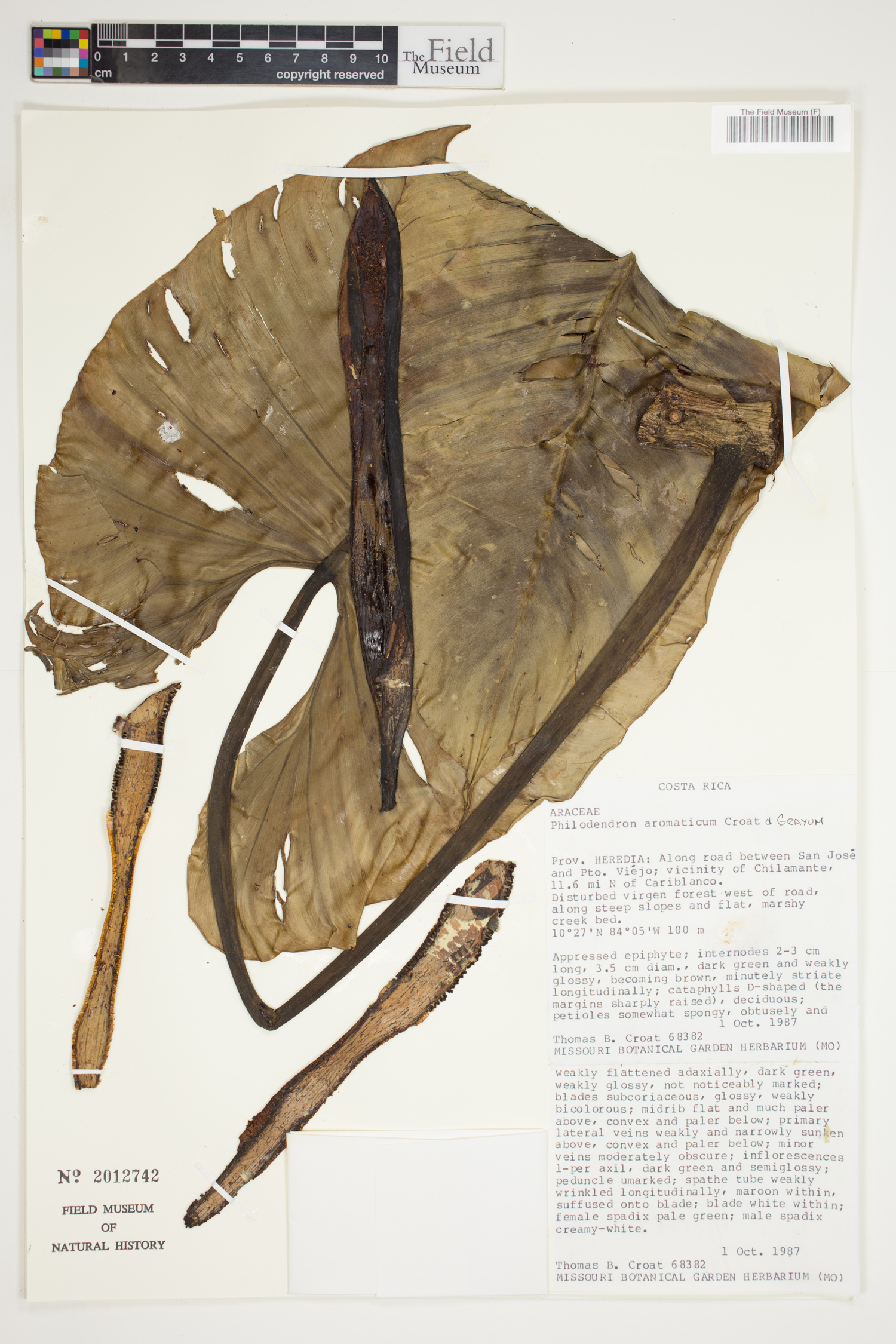 Philodendron aromaticum image
