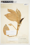 Philodendron aurantiifolium image