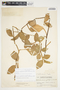 Philodendron aurantiifolium image