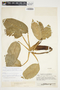 Philodendron aurantiifolium image
