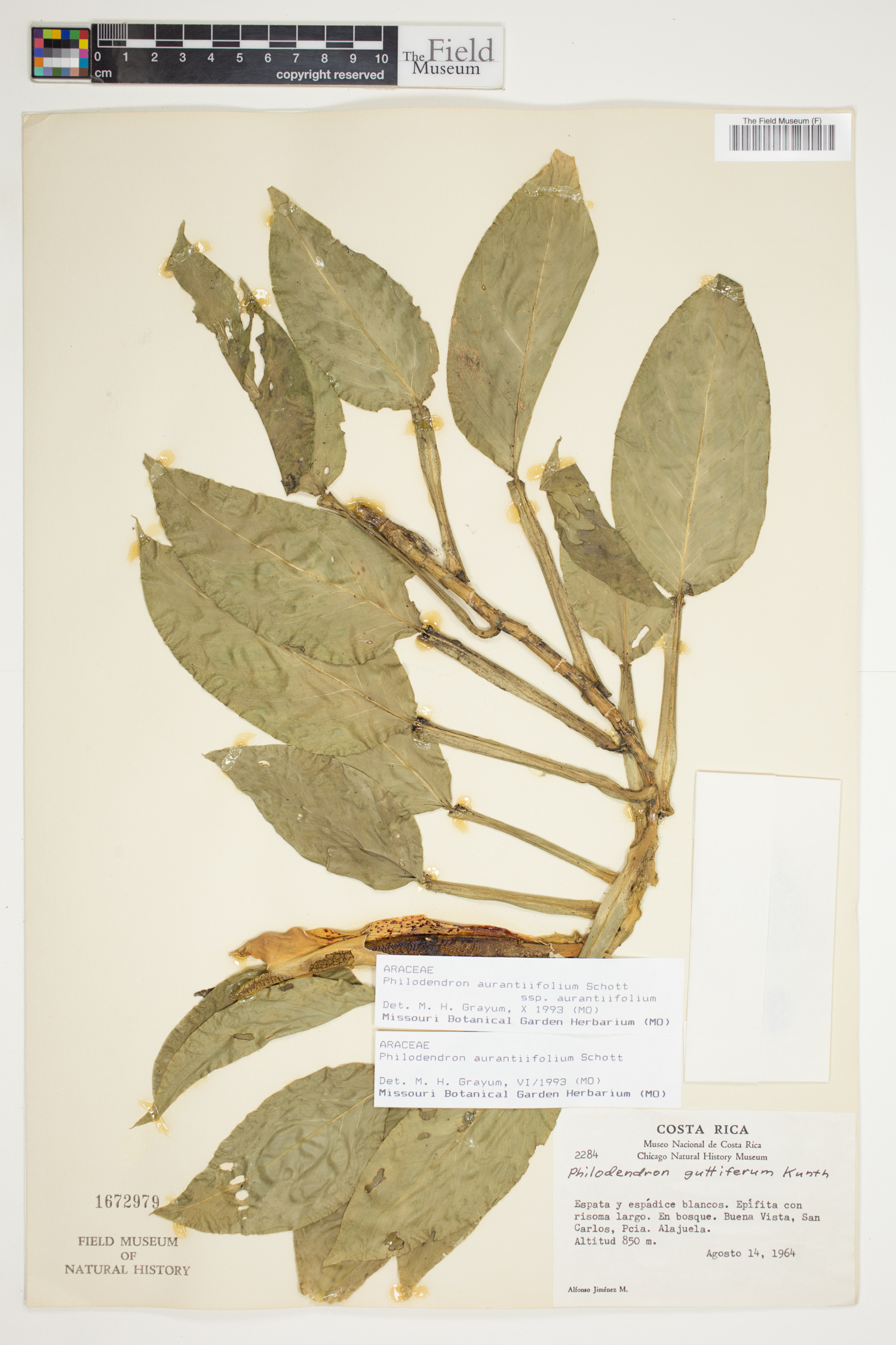 Philodendron aurantiifolium image