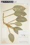 Philodendron aurantiifolium image
