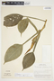 Philodendron aurantiifolium image