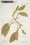 Philodendron aurantiifolium image