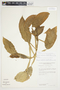 Philodendron aurantiifolium image