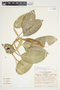 Philodendron aurantiifolium image