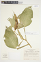 Philodendron aurantiifolium image