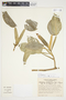 Philodendron aurantiifolium image