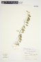 Philodendron aurantiifolium image