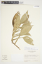 Philodendron aurantiifolium image