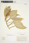 Philodendron aurantiifolium image