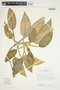 Philodendron aurantiifolium image
