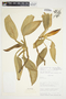 Philodendron aurantiifolium image